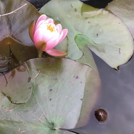 La Casa Di Petali E Seta *